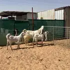 عنز مصريه جرم حصان تحتها تيوس