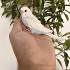 فروخ باجي هولندي لهوين الغر و الهدد الداخلي