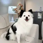 Clawny - Pure Pomeranian ( normal size )