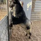 معزاء مع فحلها