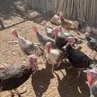 دجاج رومي للبيع