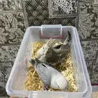 فروخ كروان البينو وهولندي