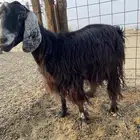 عنز حليب للبيع