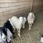 حريات رباعيات