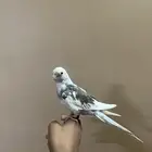 ببغاء كروان