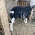 طلي نجدي عمره أربع شهور صحه شرط