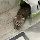 قطه