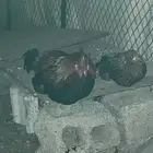 دجاج عربي اصيل موقع وادي بن هشبل