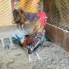 زوج دجاج عربي