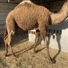 للبيع قعود طيب مليان فل الفل العمر حول 8 اشهر