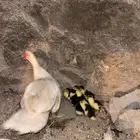 بط لبيع منتج