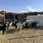 معزا بفحلها