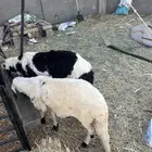طليان سواكن. اثنين