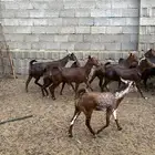 معزا محايليات صنف