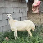 نعجه دافع واصله