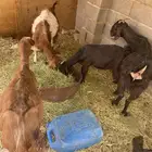 تبوك