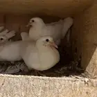 حمام فرنسي فراخه فرنسي  زاجل