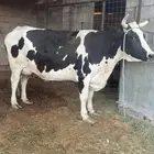 بقرة للبيع فاخره جدا