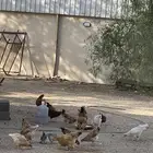 دجاج جمله للبيع وتفريد