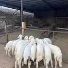 خرفان كفو كفو