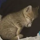 قطة بعمر 4-6 أسابيع للتبني الطارئ مع أغراضها( الجبيل )