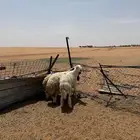 طليين نعيم وطلي حري