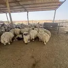 ضحايا للبيع العدد 22 طيبه وشحم العمر فوق 7 شهور