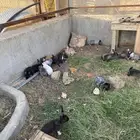 الموقع الكهفه   ارانب للبيع