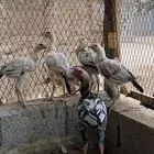 دجاج باكستاني
