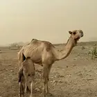 ناقه جامع