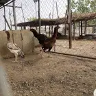 دجاج سندي بيور