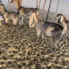 معزا للبيع العداد14