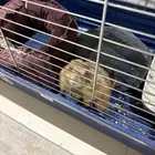 كلب الحقول كلب البراري جدا اليف