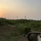 قصب للبيع