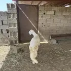 خروف حري