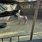 شاة ساكنية درمانية