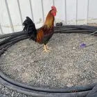 بسم الله ماشاءالله تبارك الله