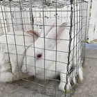 أرانب للبيع ذكر وأنثى