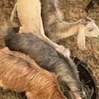 معزاء جنوبيه العدد 24 مع فحلها فيها ثنتين والده والباقي دفي