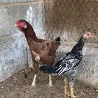 دجاج باكستاني