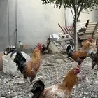 ديكه صنف للبيع