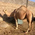 خمس من الابل وسادسها الفحل