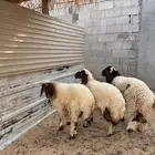 ذبايح