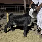 ذبايح تيوس وجفرات منادي نظيفه من الامراض وفل شحم يوجد صلاخه