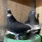 ذكور قطيفي