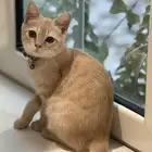 للتبني بدون مقابل