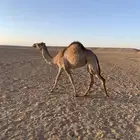 بكره السن حقه للبيع