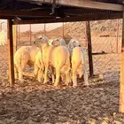 ذبايح