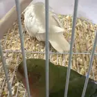 طيور روز للبيع ع السوم