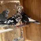 حمام قطايف